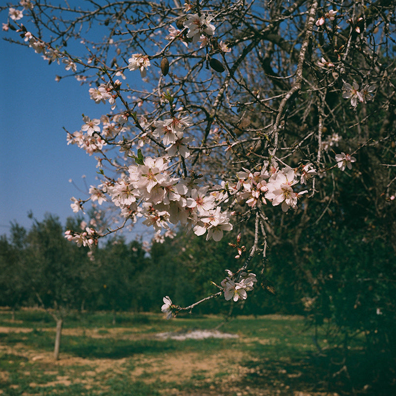 Dubblefilm Bubblegum 120 Film