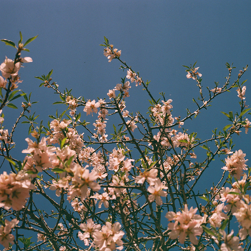 Dubblefilm Bubblegum 120 Film