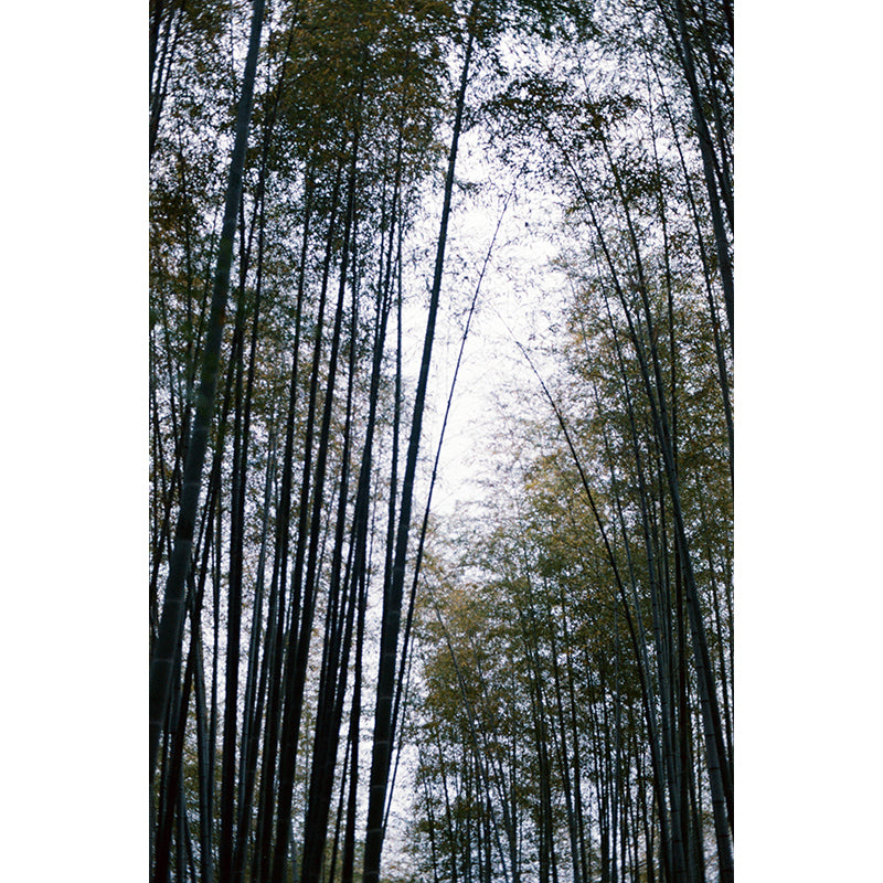 Popho Luminar 100 35mm Film (Expiry 09/2024)