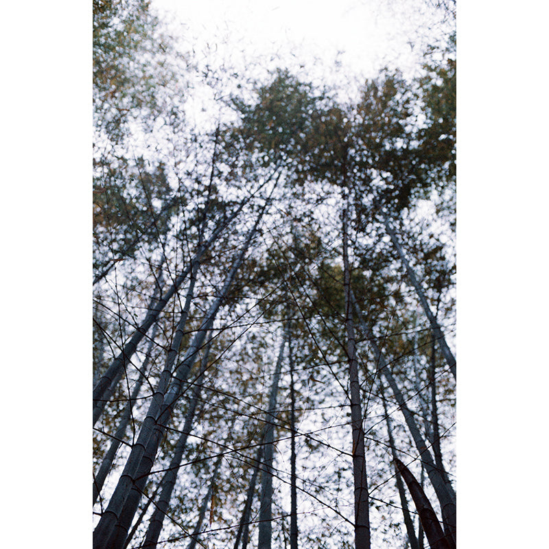 Popho Luminar 100 35mm Film (Expiry 09/2024)