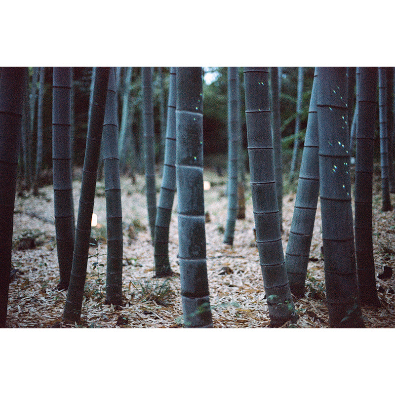 Popho Luminar 100 35mm Film (Expiry 09/2024)