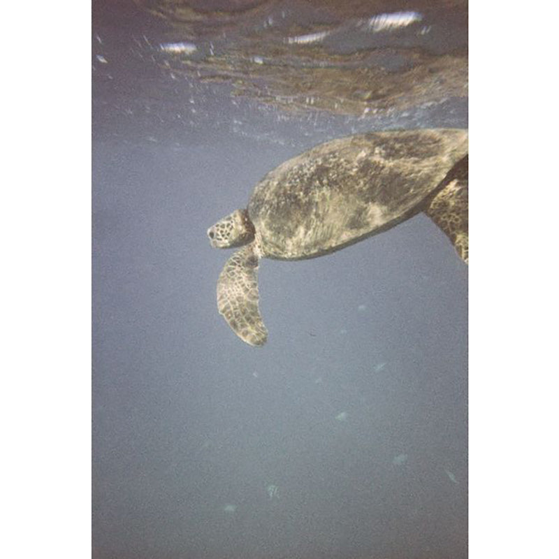 Lomography Simple Use Underwater Case