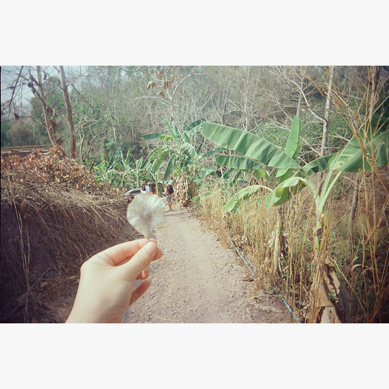 FilmNeverDie KUMO 250D 35mm Film