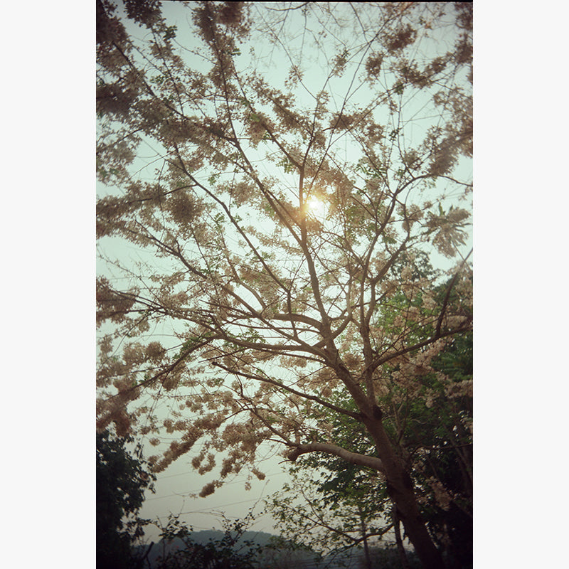 FilmNeverDie KUMO 250D 35mm Film