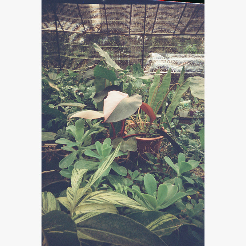 FilmNeverDie KUMO 250D 35mm Film