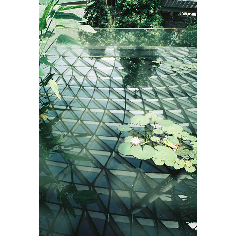 Thirtysi36 - 100D Colour 35mm Film