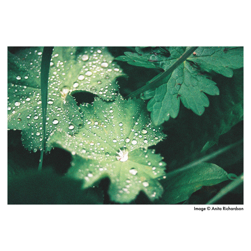 Harman Phoenix 200 35mm Film