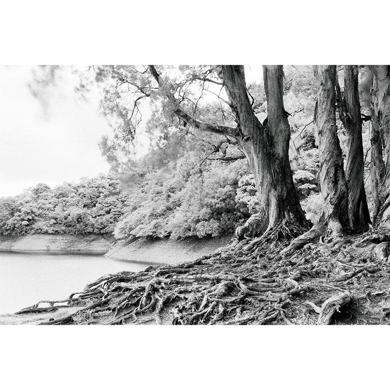 Rollei Infrared 120 Film