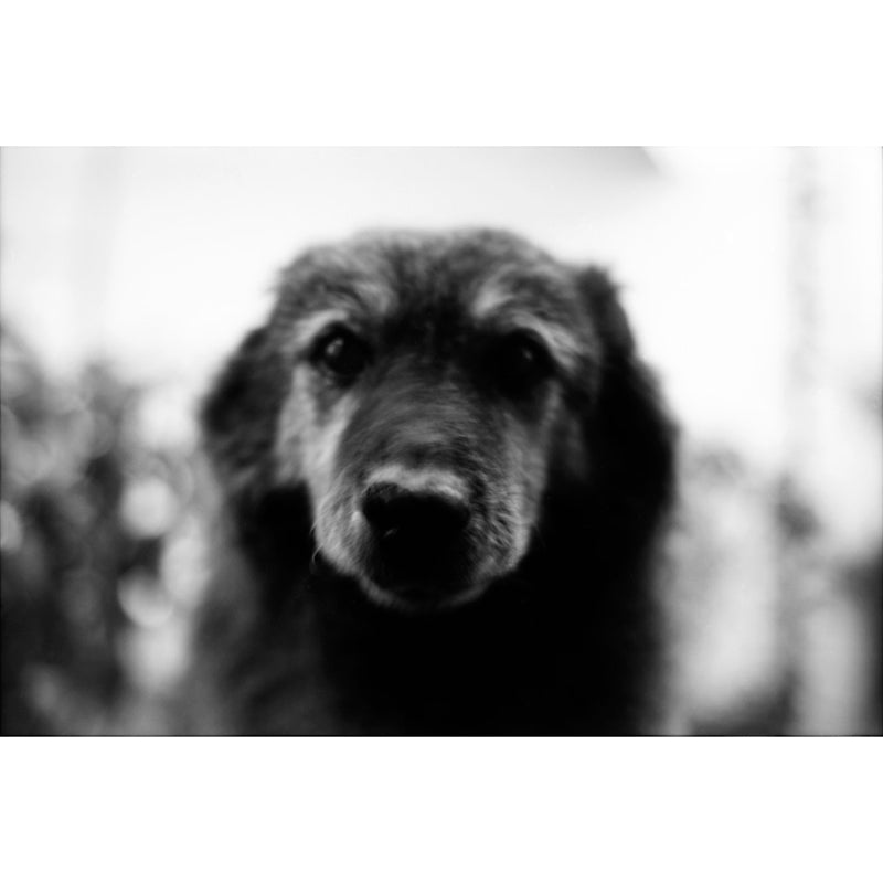 KONO! SLOW ISO 6 Black & White 35mm Film