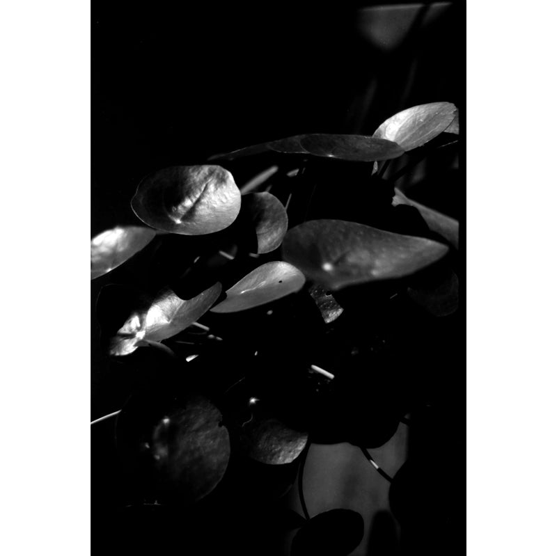 KONO! SLOW ISO 6 Black & White 35mm Film