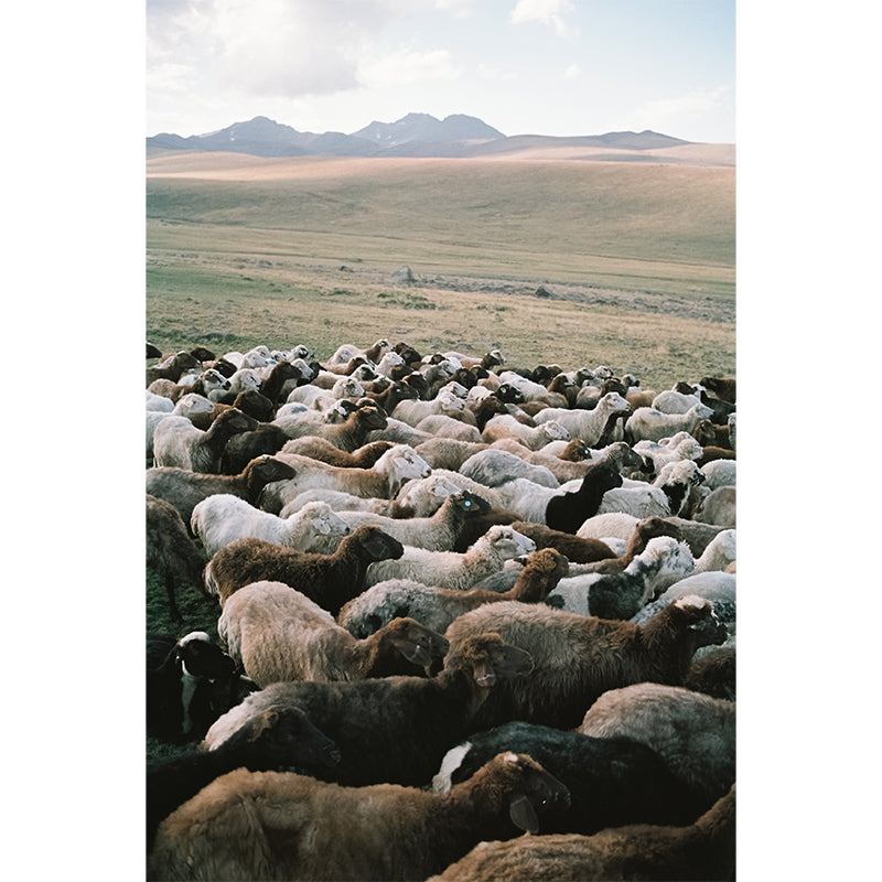 Karmir 160 35mm Film