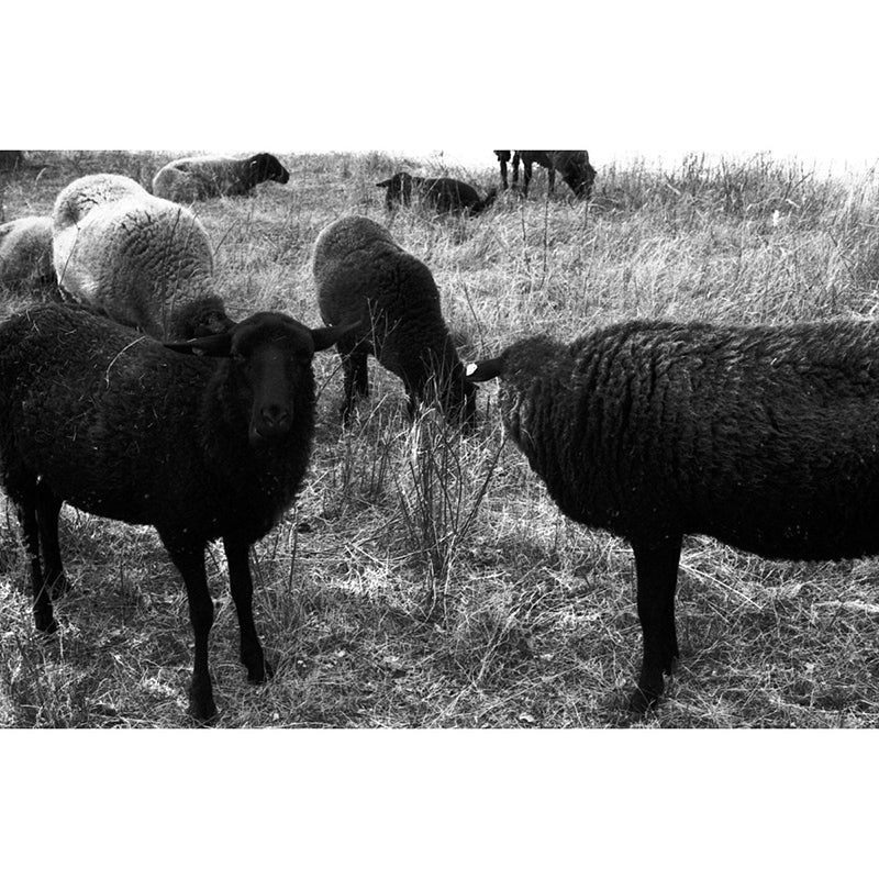 Lomography MonoChrome Duet 35mm Film