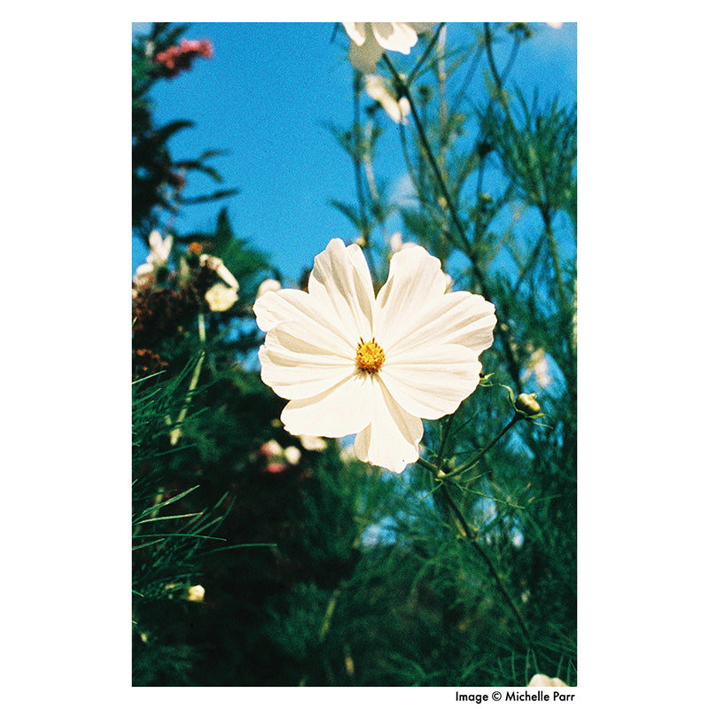 Harman Phoenix 200 35mm Film