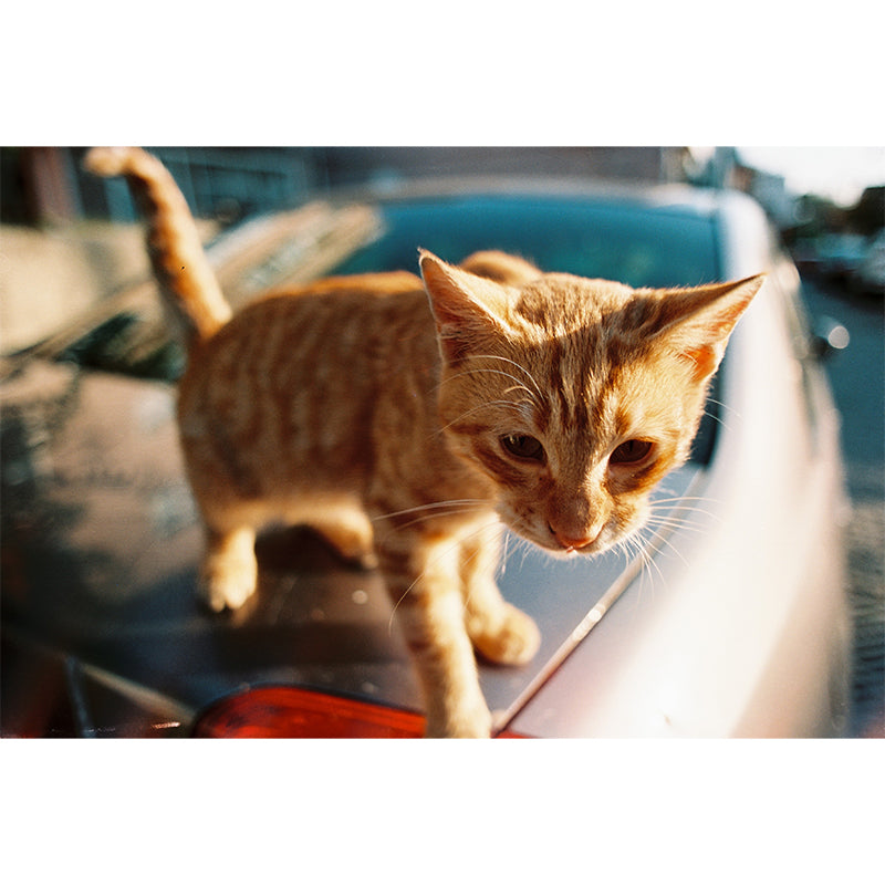 Karmir 160 35mm Film