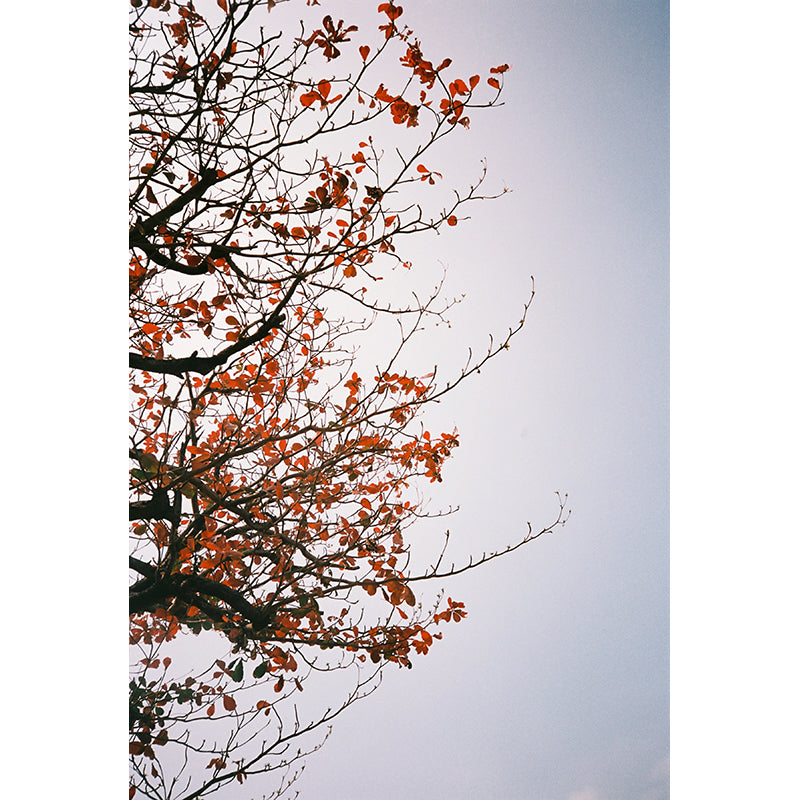 RetoColor Maple 100 35mm Film