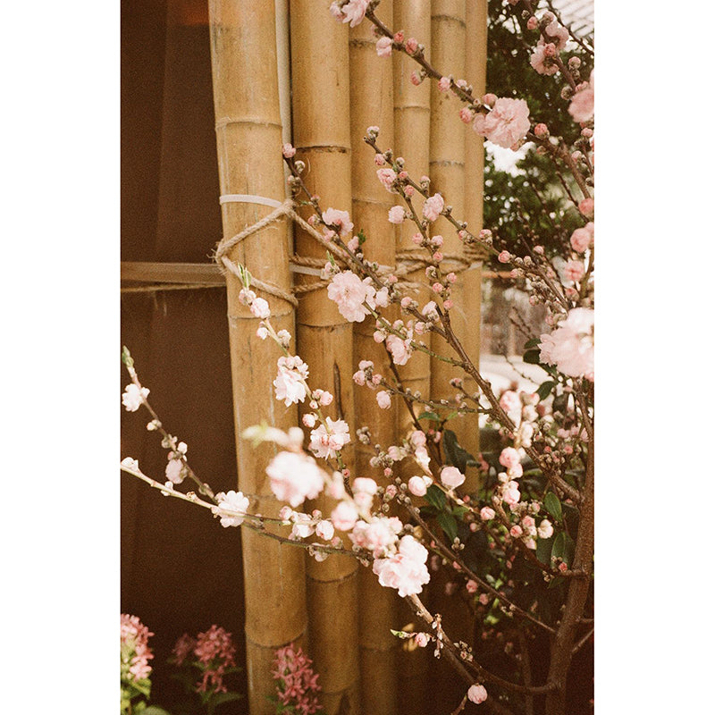 Hoasca - Snug 200 35mm Film