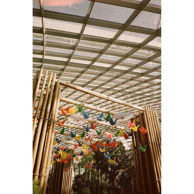 Hoasca - Snug 200 35mm Film