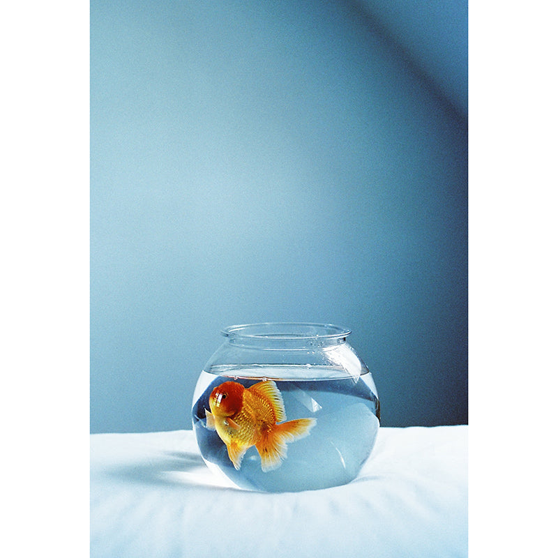 A girl has film -  ANTARCTICA 200T 35mm Film (Expiry 09/2025)