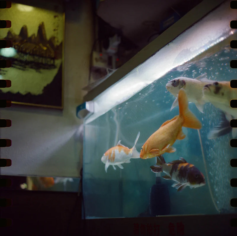 Reflx Lab - 500T Tungsten Colour 120 film