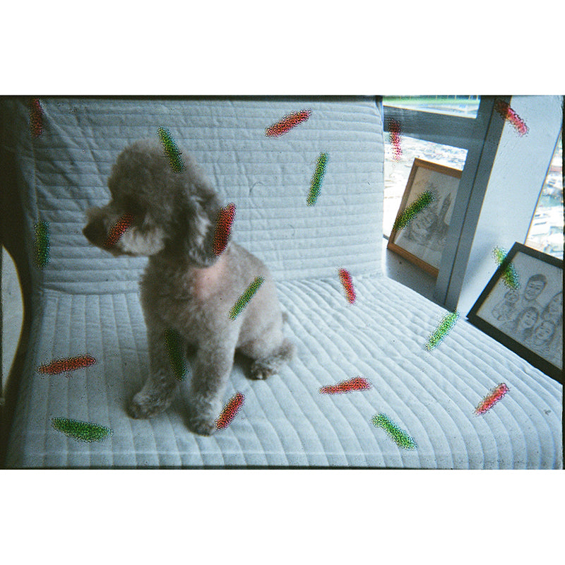 Goodie x Thirtysi36 Disposable Camera (Christmas Edition)