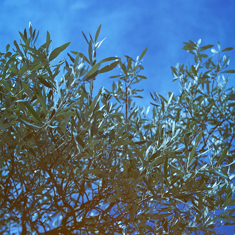 Dubblefilm Pacific 120 Film