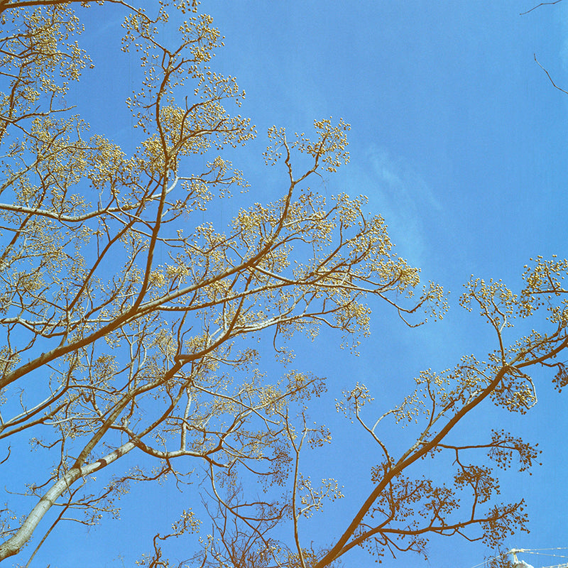 Dubblefilm Pacific 120 Film