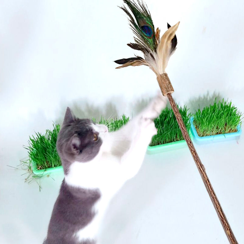 Polygonum Wood Feather Cat Stick Toy