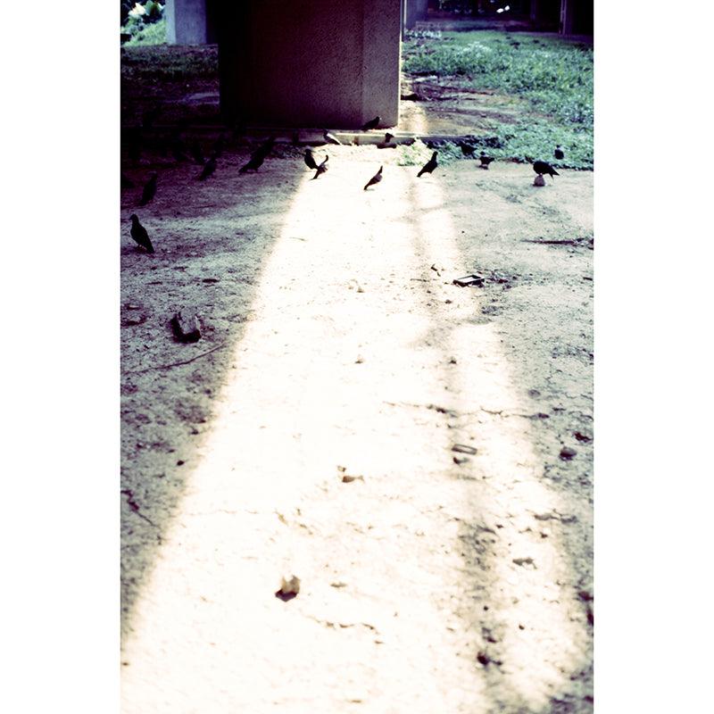 Thirtysi36 - E100 Colour 35mm Film - 8storeytree