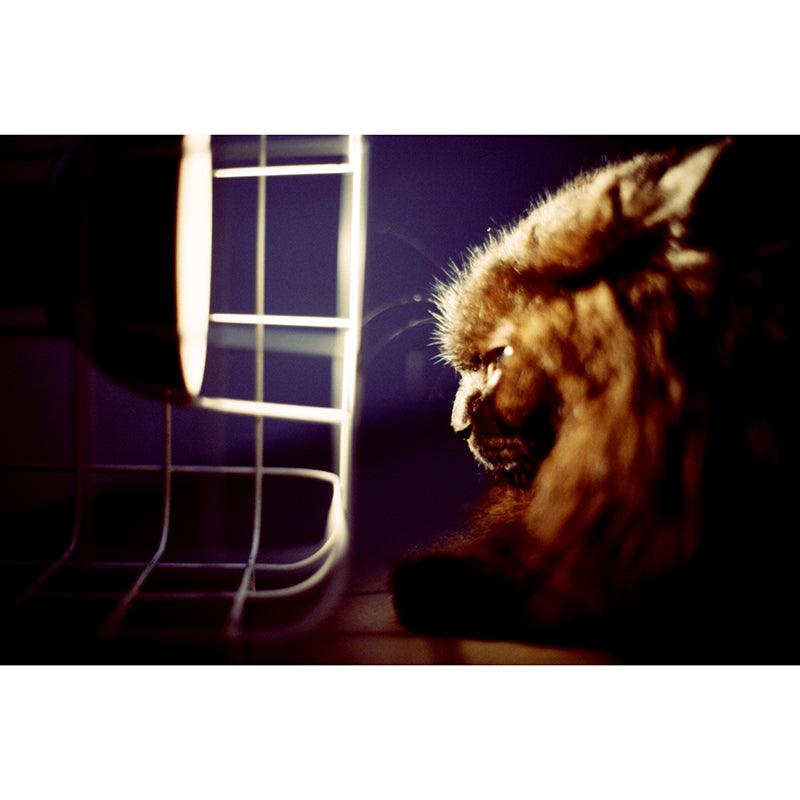 Thirtysi36 - E100 Colour 35mm Film - 8storeytree