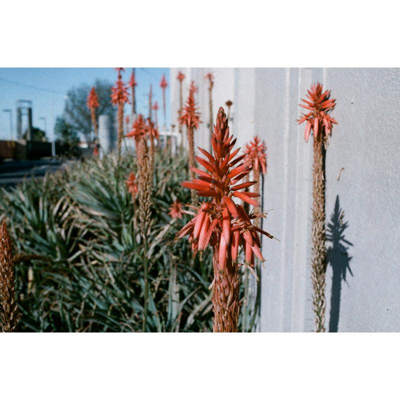 ORWO - Wolfen NC400 35mm Film - 8storeytree