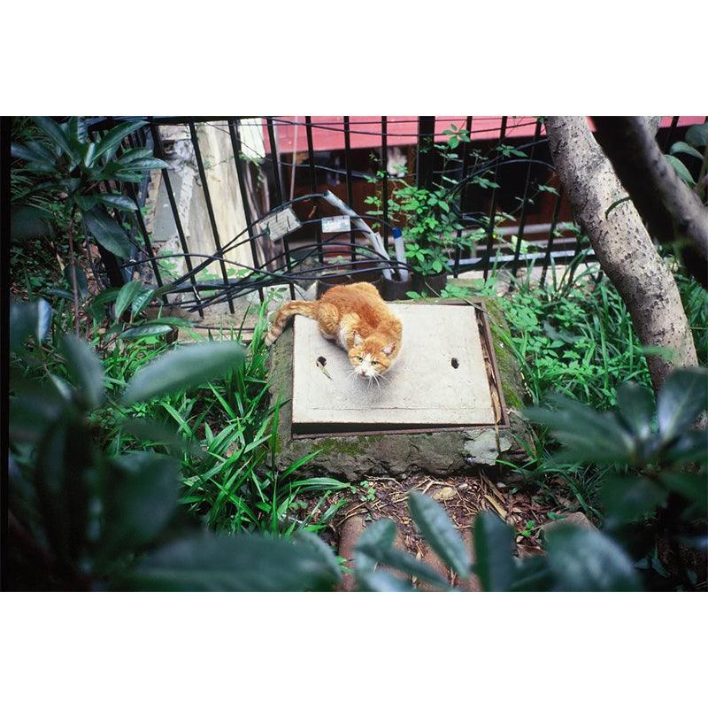 Reflx Lab - 100R Colour Reversal 35mm film (Expiry 12 2023) - 8storeytree