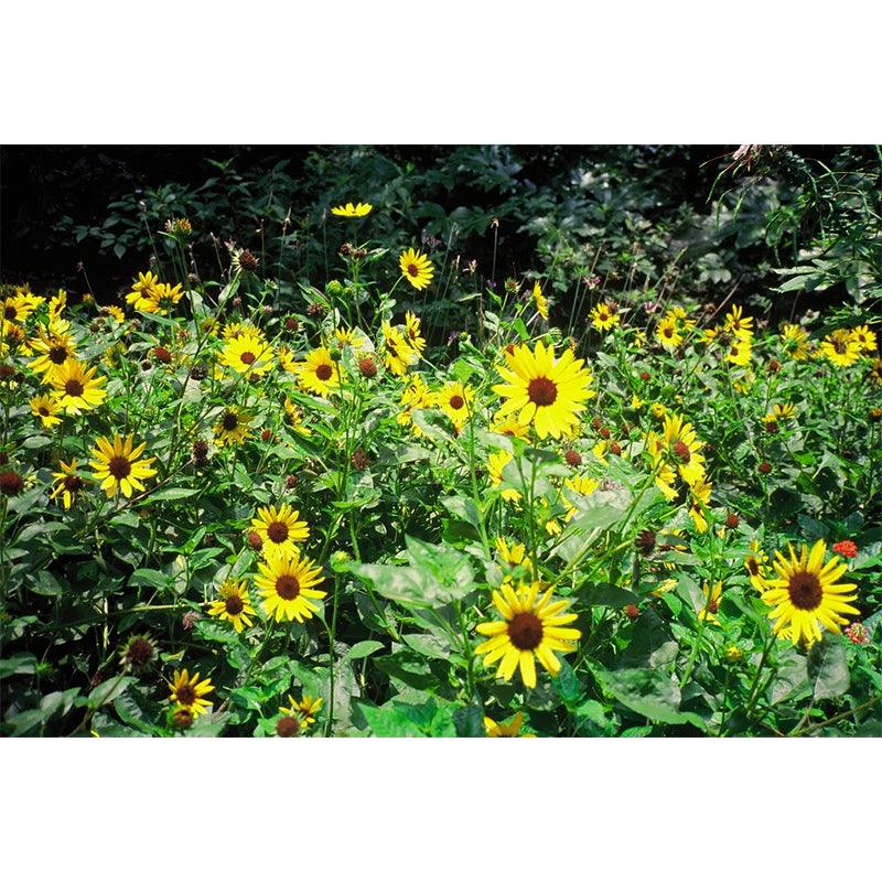 Reflx Lab - 100R Colour Reversal 35mm film (Expiry 12 2023) - 8storeytree