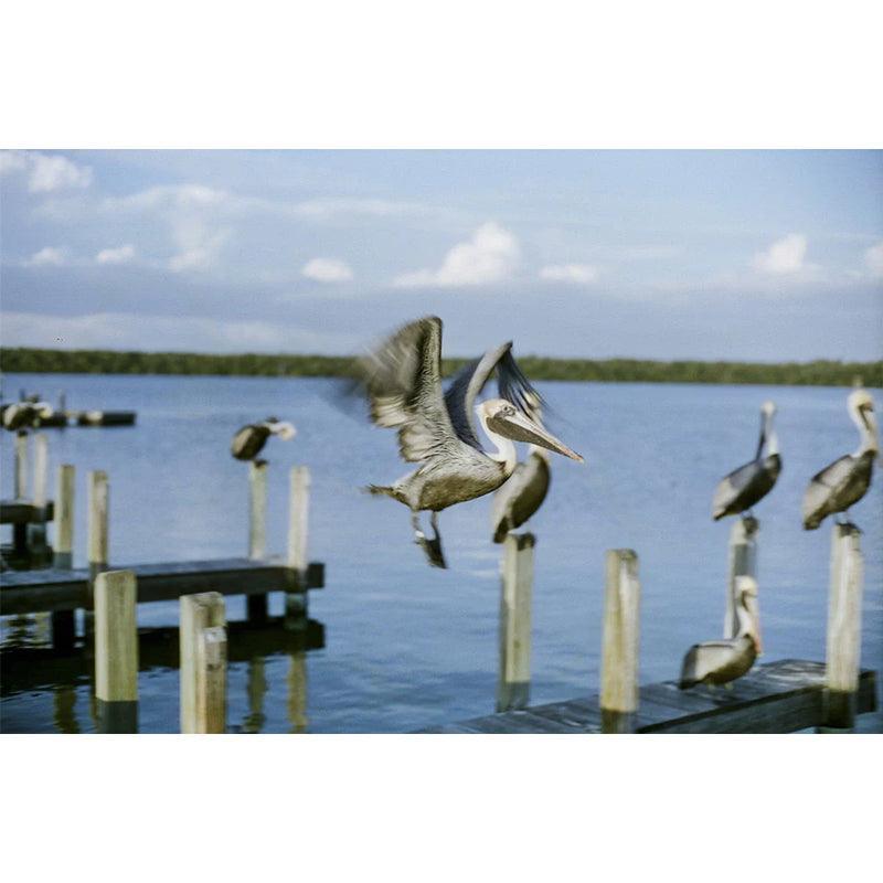 CineStill 50D 35mm Film - 8storeytree