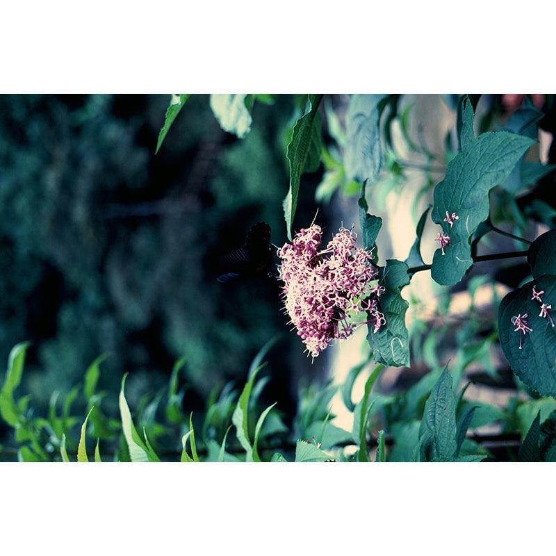 Fujifilm Velvia 100 35mm Film - 8storeytree