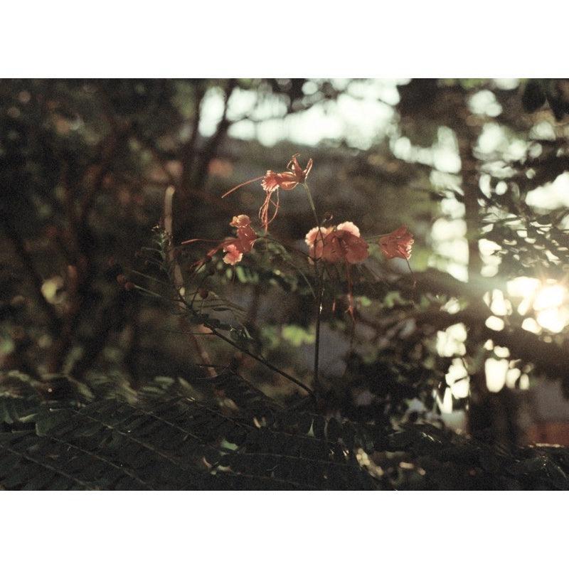 Hands on Film - Dawn 200 35mm Film - 8storeytree