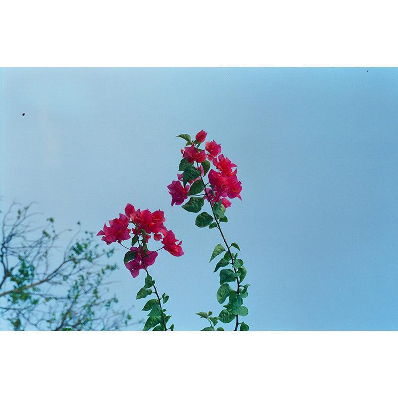 Hoasca - 400 35mm Film - 8storeytree