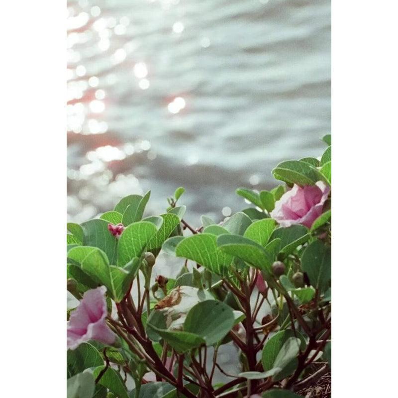 Hoasca - Daylight 200 35mm Film - 8storeytree