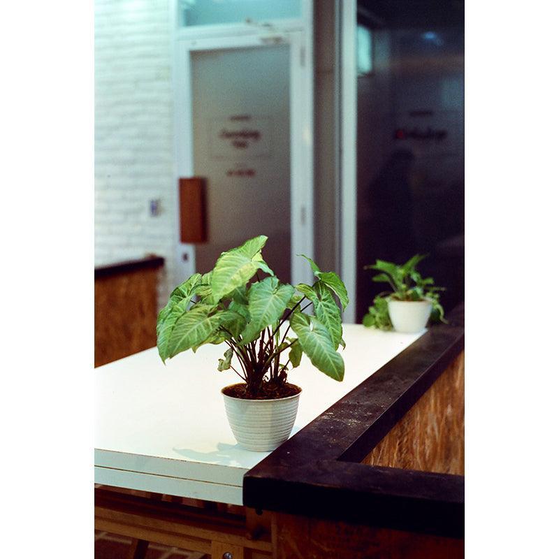 Hoasca - Daylight 200 35mm Film - 8storeytree