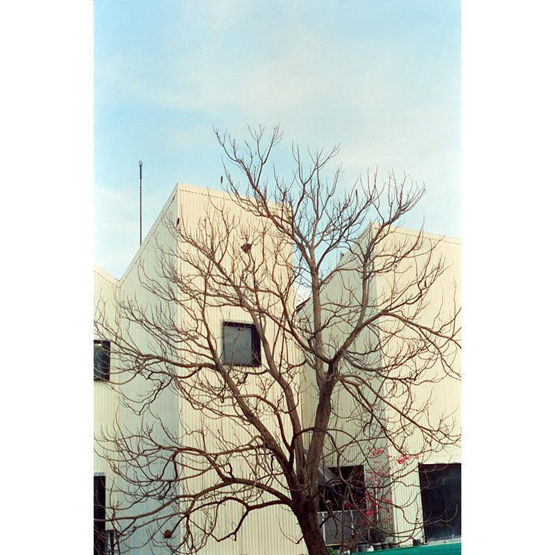 Hoasca - Daylight 200 35mm Film - 8storeytree