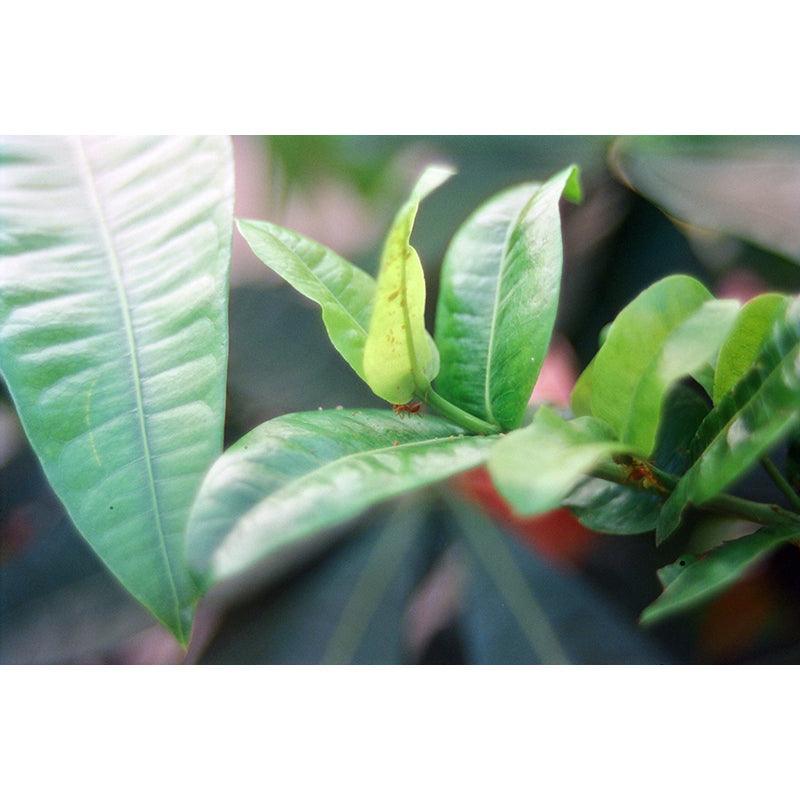 Hoasca - Daylight 200 35mm Film - 8storeytree