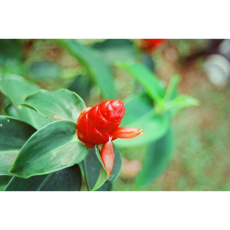 Hoasca - Daylight 200 35mm Film - 8storeytree