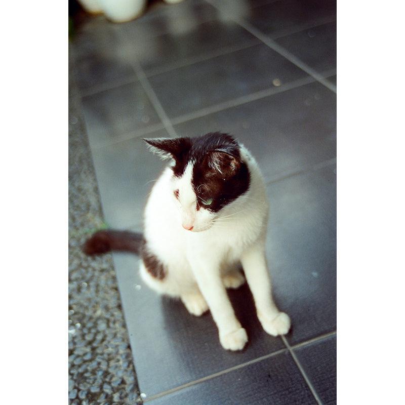 Hoasca - Daylight 200 35mm Film - 8storeytree