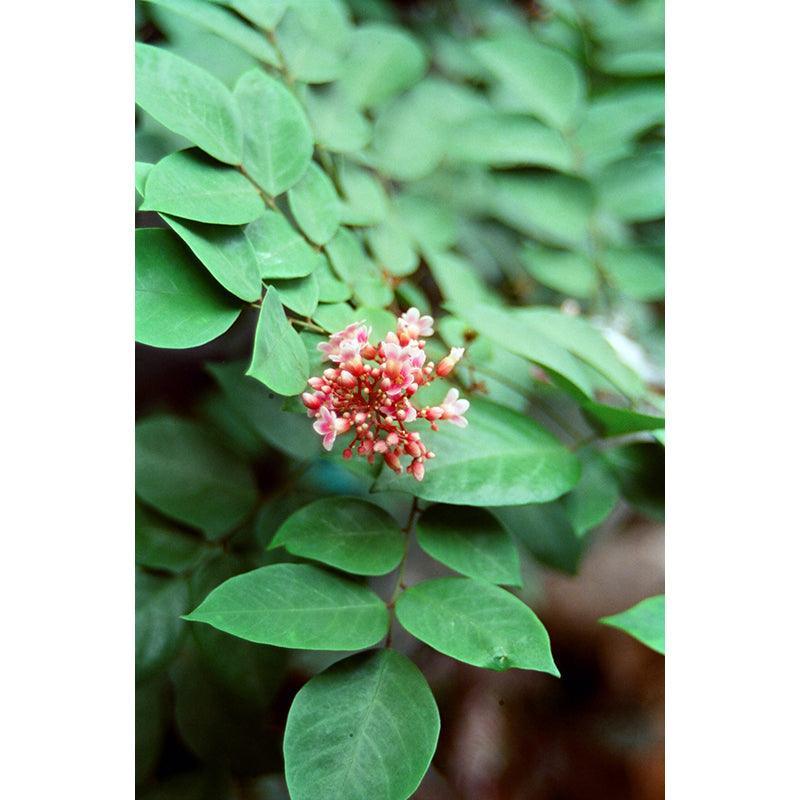 Hoasca - Daylight 200 35mm Film - 8storeytree