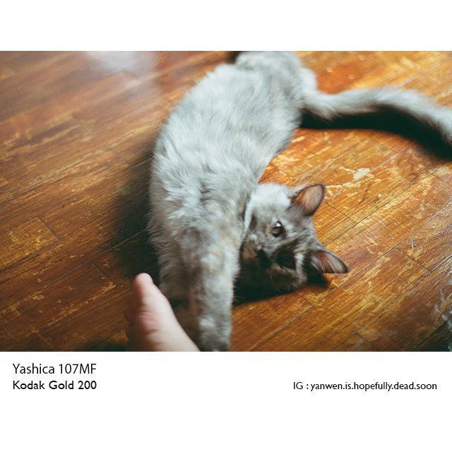 Kodak Gold 200 35mm Film - 8storeytree