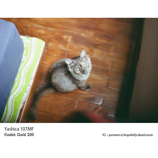 Kodak Gold 200 35mm Film - 8storeytree