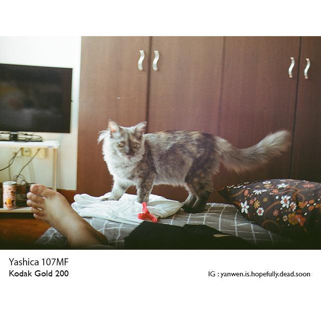 Kodak Gold 200 35mm Film - 8storeytree