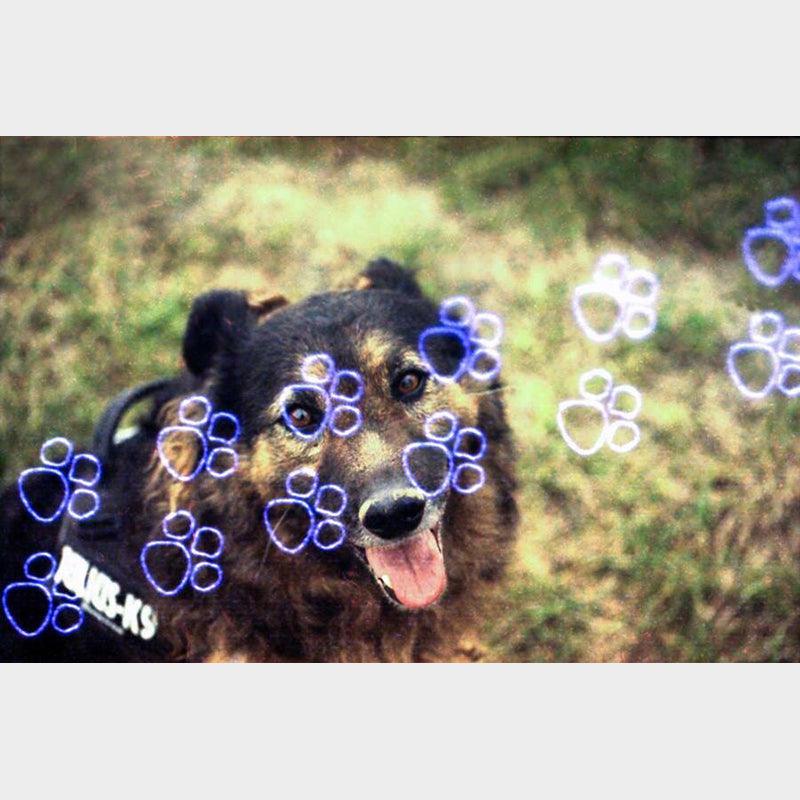 KONO! KATZ (cat) 35mm Film - 8storeytree