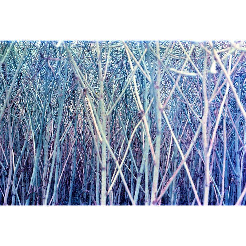 KONO! Original Moonstruck 35mm Film - 8storeytree