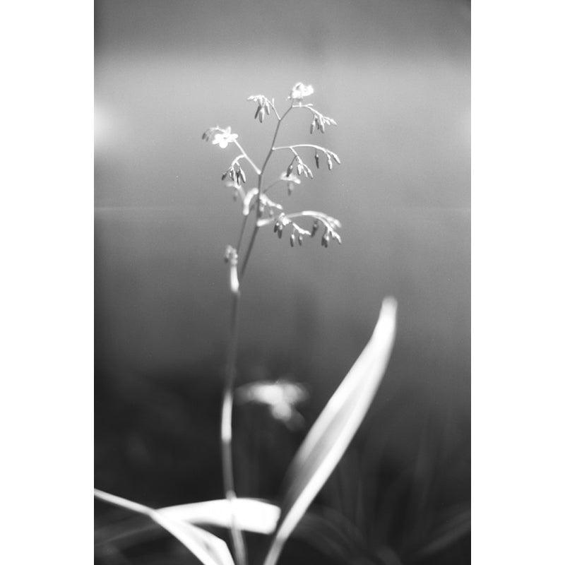Lomography Babylon Kino B&W 13 35mm Film (Expiry 12/2023) - 8storeytree
