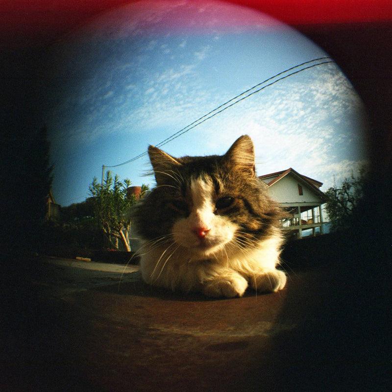 Lomography Color Negative 400 120 Film (3 Rolls) - 8storeytree